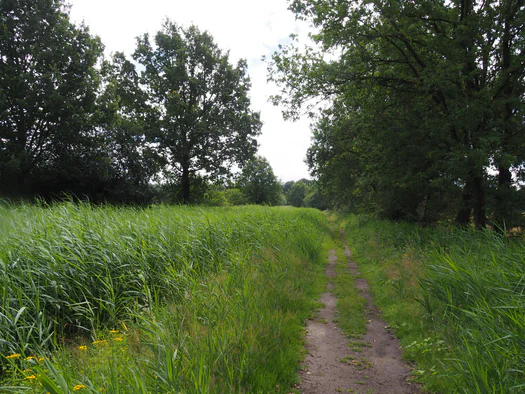 Dodendraad in Hamelt Achel (Belgium)